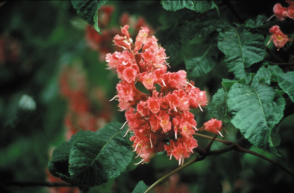 The positive potential of Red Chestnut is the ability to care for others with compassion but without anxiety. Positive Red Chestnut people radiate thoughts of health and courage to those who need them and remain mentally and physically calm in emergencies. They are happy to give help when asked but hold back from forcing help on others.