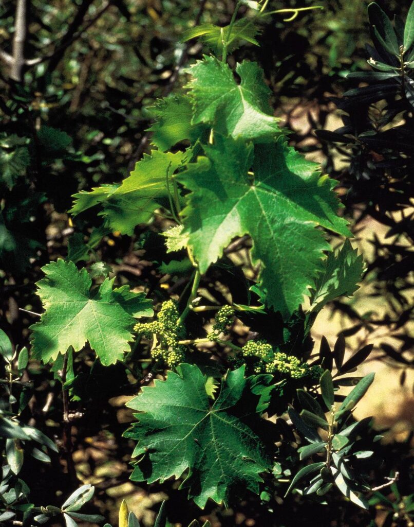 The positive potential of Vine is wise, compassionate leadership. Rather than seeking control, positive Vine types inspire and empower. They recognize the talents in others and gently guide them to discover their own strength. Their confidence becomes uplifting—not intimidating.