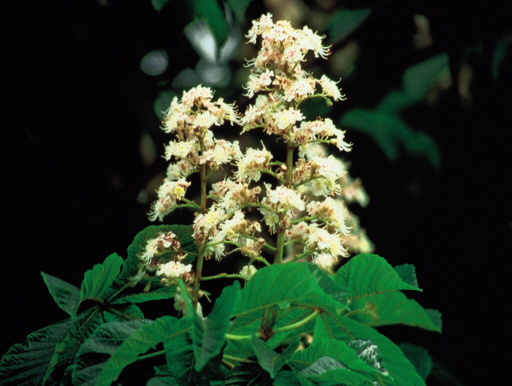 The positive potential of White Chestnut is peace of mind. The head is clear; thinking is under control and can be put to positive use in problem-solving. Worry is replaced by trust in a positive outcome.
