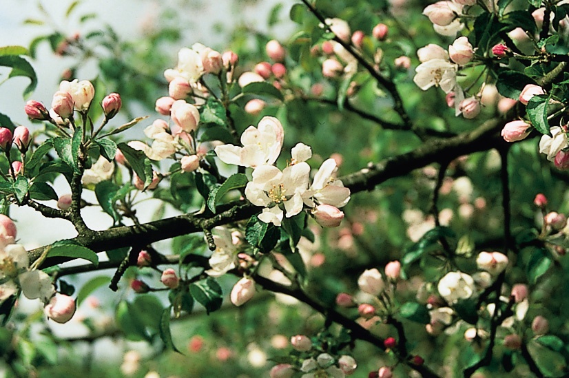 Crab Apple Tree