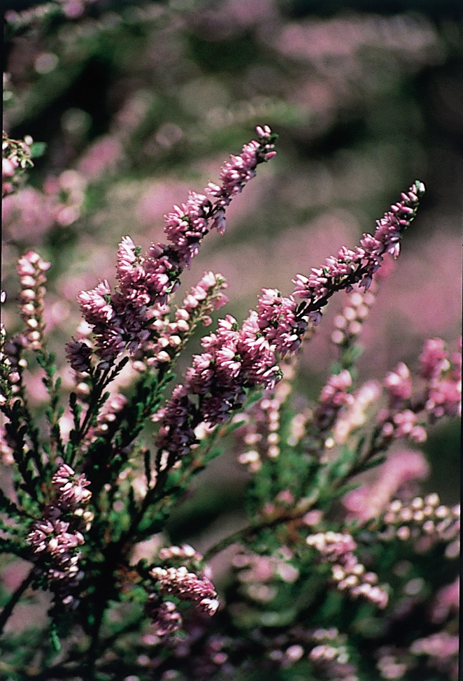 The positive potential of Heather is the good listener who is generous in helping others, selfless and understanding of other people’s problems. Positive Heather people are able to put their own suffering to good use by empathising with others.