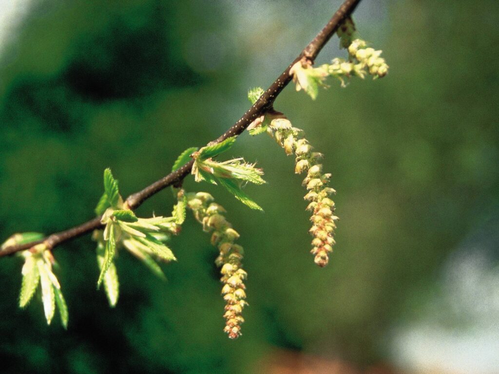 The positive potential of Hornbeam is certainty of one’s strength and ability to face the day’s work. A lively mind, vitality, freshness and spontaneity are restored, and life is enjoyable again. The day’s work can be faced with energy and a clear head, and is properly balanced with play.