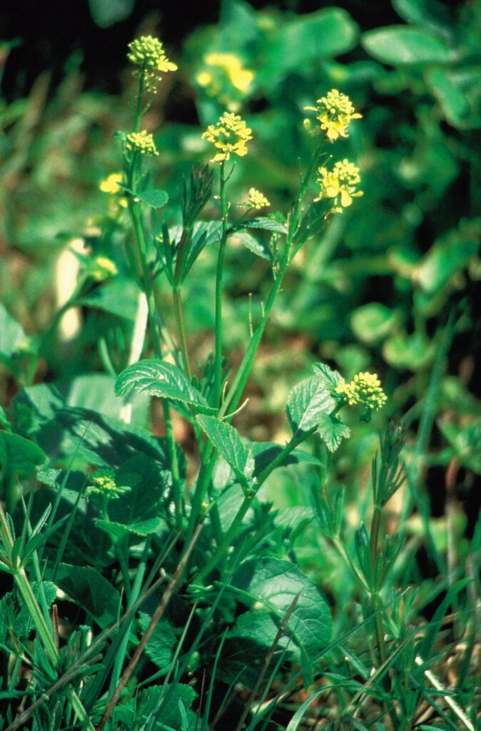 The positive potential of Mustard is the return of inner joy, supported by a deep sense of stability and peace that remains unshaken, regardless of life’s ups and downs.