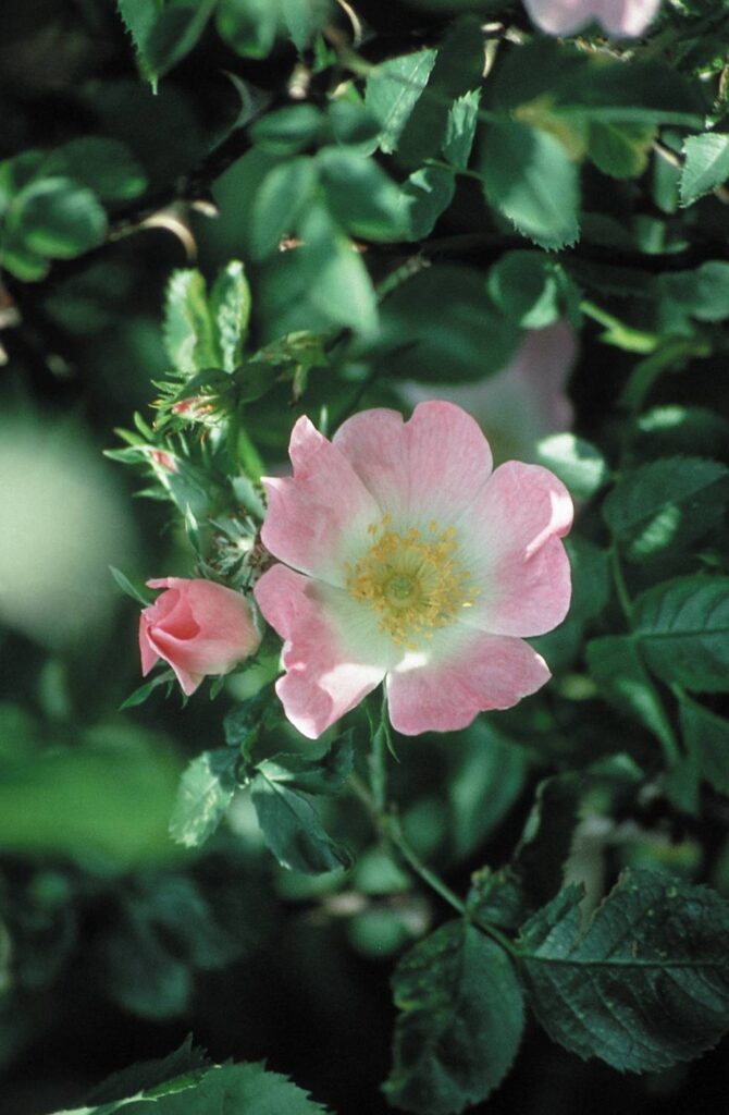 Wild Rose is indicated for those who are resigned to an unpleasant situation, whether illness, a monotonous life or uncongenial work. They do not complain and are too apathetic to get well, change their occupation or enjoy simple pleasures. Although their situations are unsatisfactory, they are not actually unhappy and make no effort to change their circumstances. This makes them rather dull as companions, and unable to fulfil their potential.