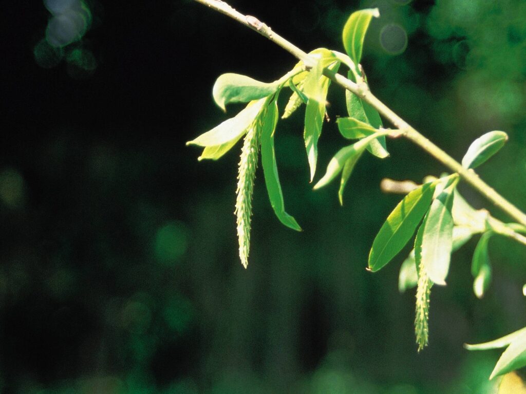 The positive potential of Willow is the ability to forgive and let go of past injustices. It allows us to reclaim our joy, take charge of our destiny, and attract positive energy, experiences, and people.